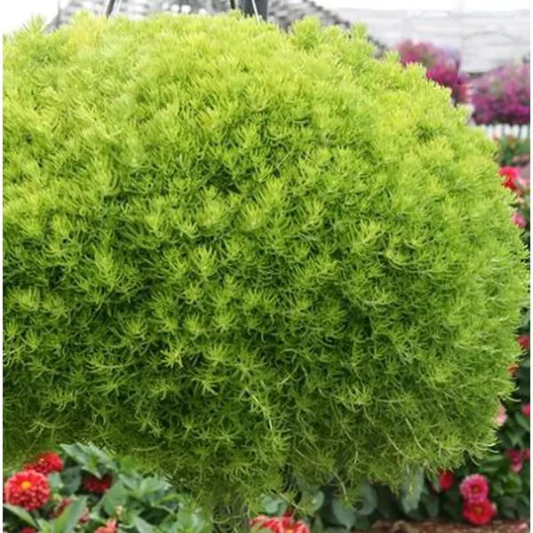 Lemon Ball Sedum
Sedum mexicanum 'Lemon Ball'