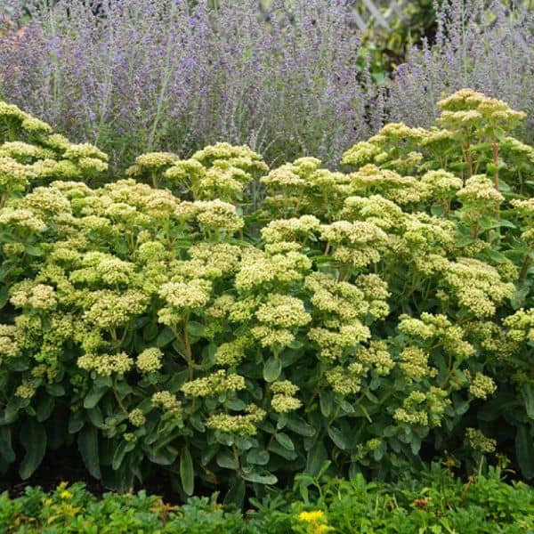 Rock 'N Grow® 'Lemonjade' Sedum
Sedum hybrid 'Lemonjade'