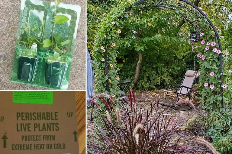 9 Online Nurseries You Can Trust (and 1 You Can’t)