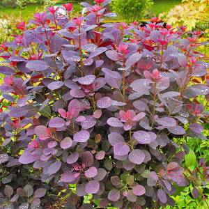 Red-burgundy foliage on a compact shrub.