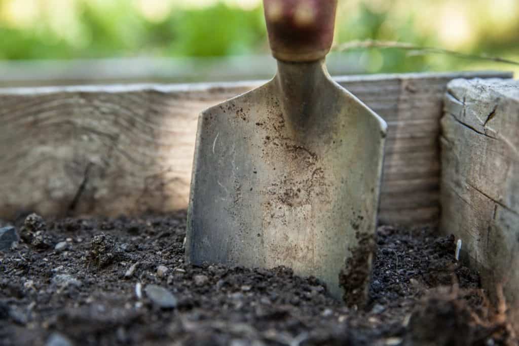 adding some compost to your native soil will help your new plant