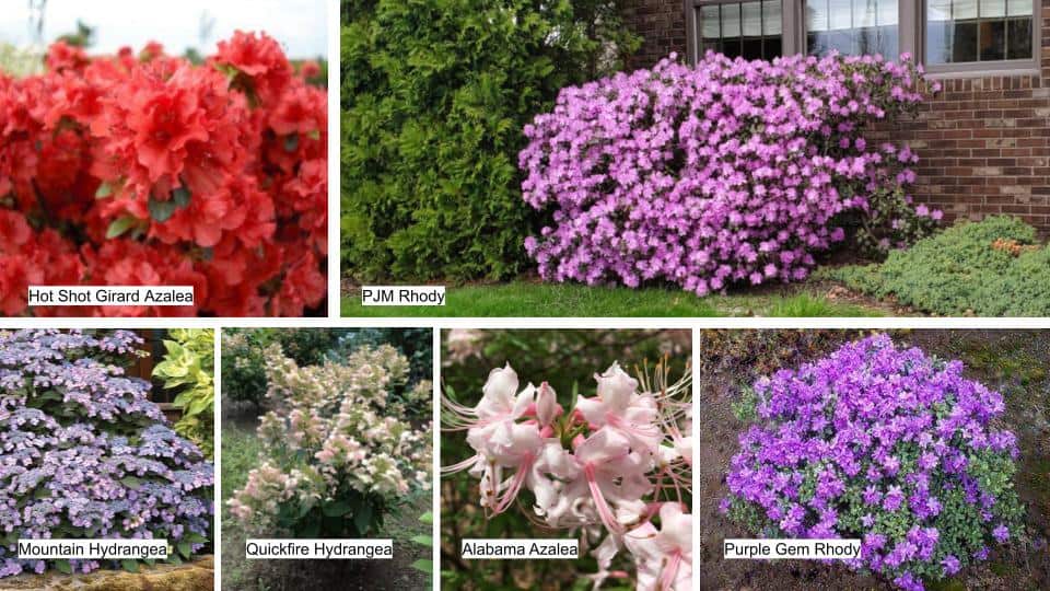 collage of azalea, rhododendron and hydrangea shrubs for shade