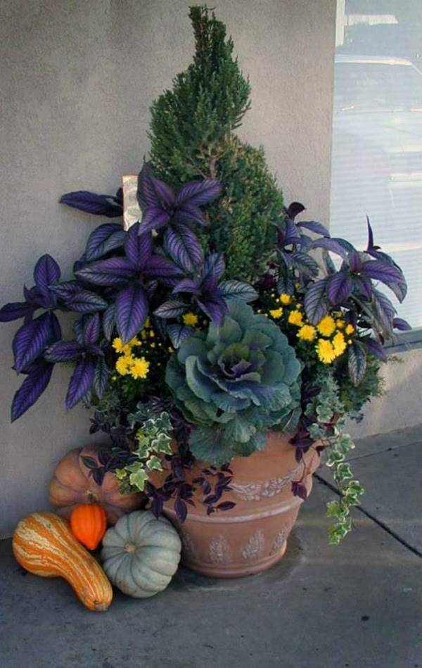 Persian Shield mums, cabbage and ivy surround an evergreen in a container