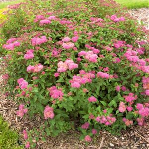 Superstar Spirea