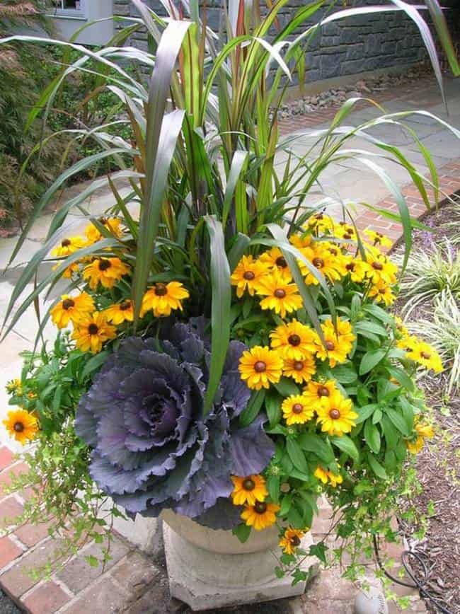 yellow flowers and ornamental cabbage in an outdoor planter
