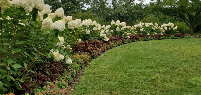 Photo of white hydrangeas at Phipps Conservatory