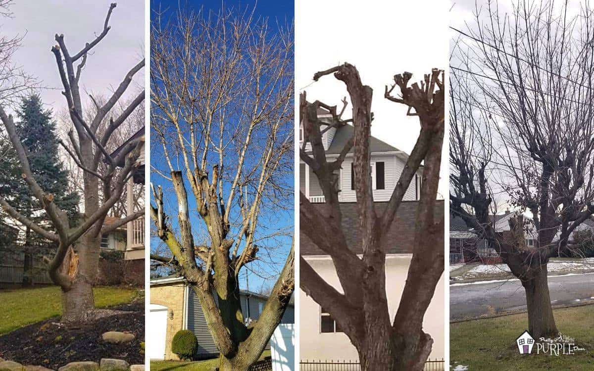 Tree topping is harmful