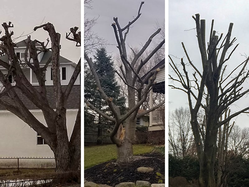 Recently topped trees