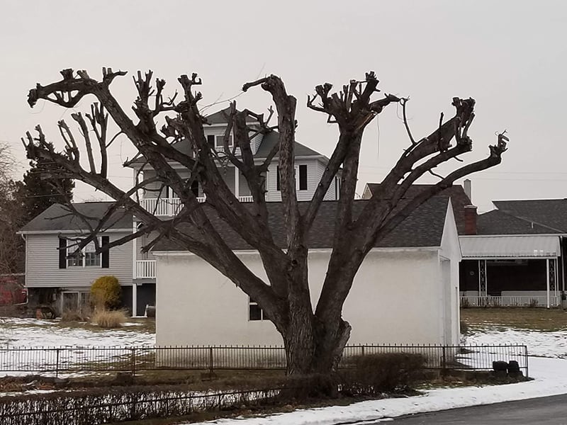 Tree topping makes trees ugly