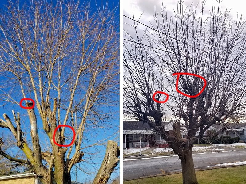 Weak regrowth from topped tree pruning