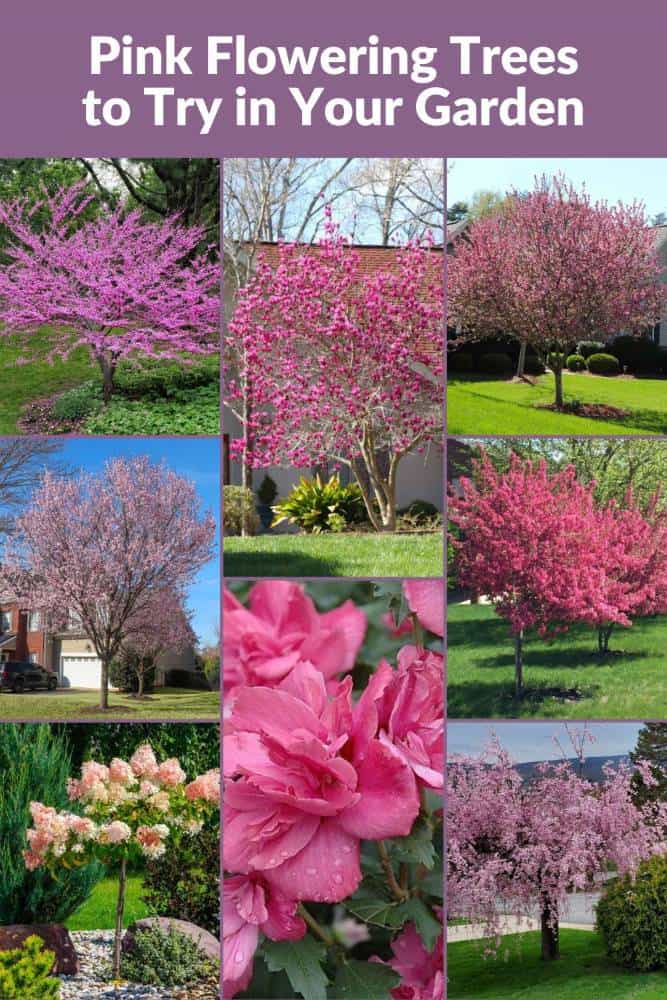 collage of flowering pink trees for home gardens