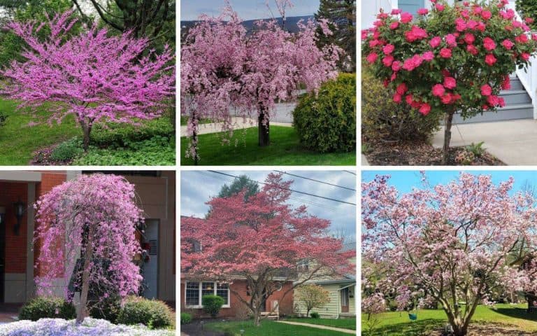 17 Gorgeous Trees with Pink Flowers (Perfect for Home Landscapes)