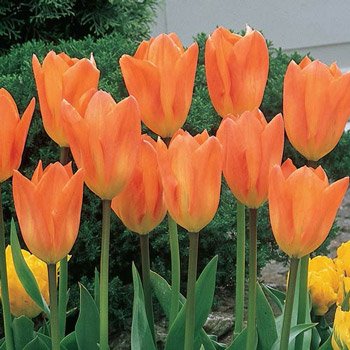 Orange Emperor Tulip