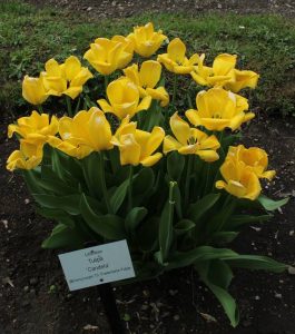 Tulipa 'Candela' in the Botanical Garden of the University of Vienna.