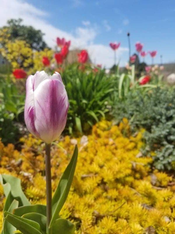 Tulips planted in flower garden bed