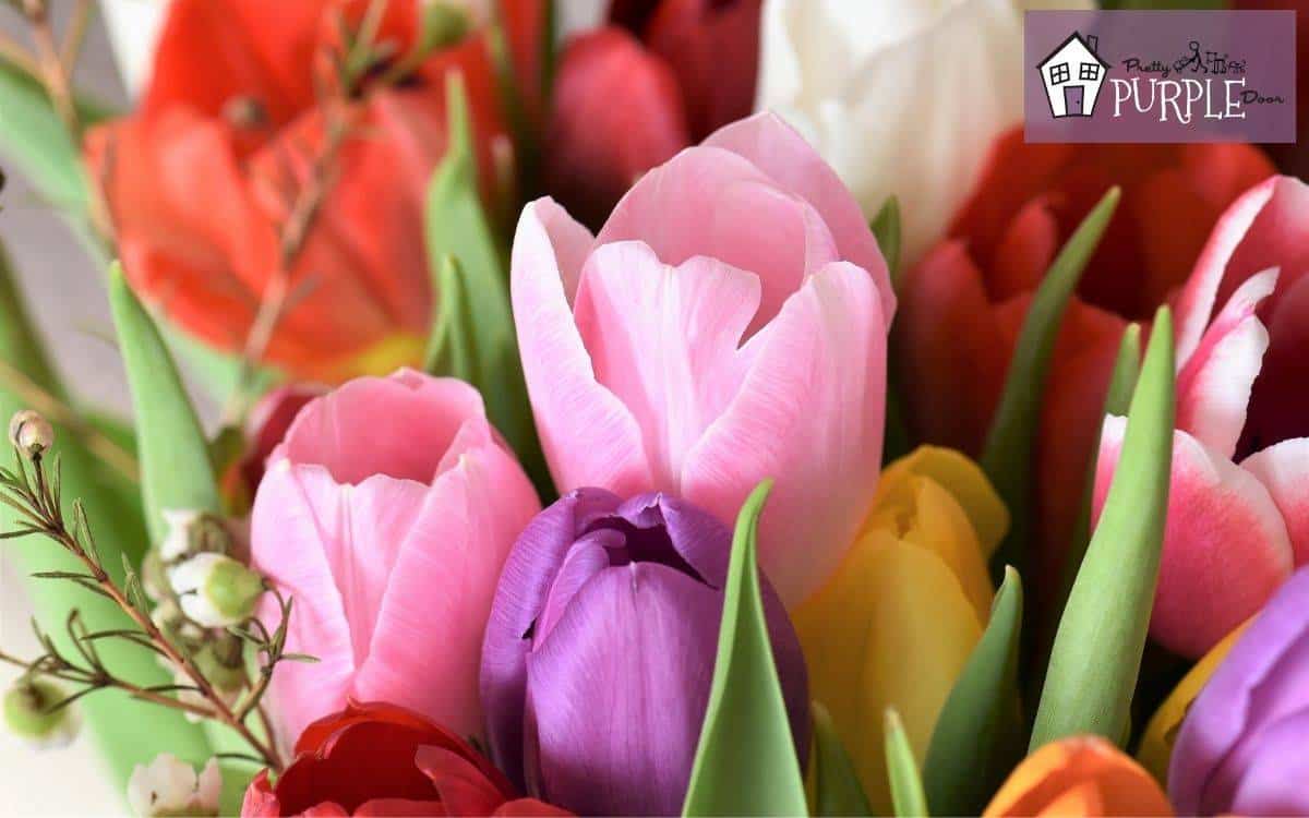 Bouquet of pink, purple, red and white tulips