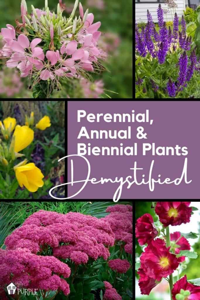 Collage of flowering plants