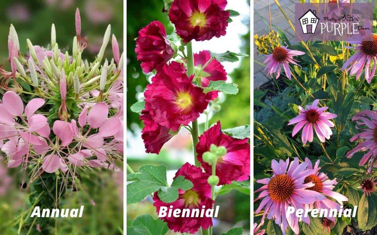 Collage with Cleome, Hollyhock and Coneflowers