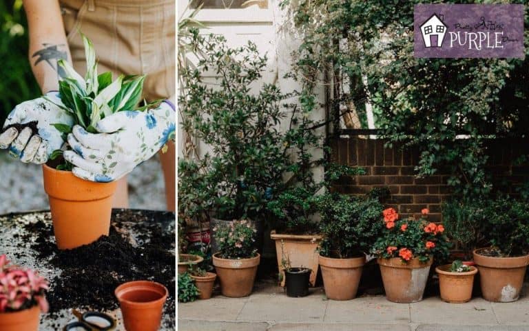 Can You Use Garden Soil in Pots? [+ fixing common container mishaps]