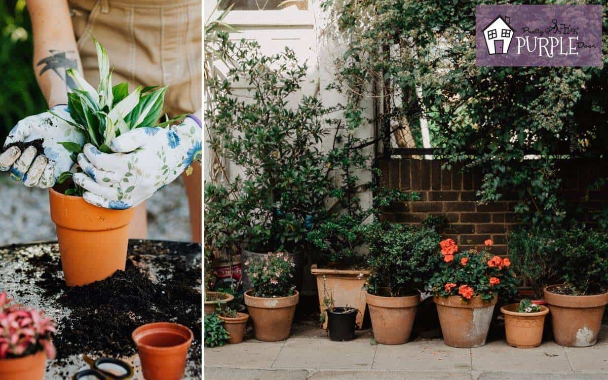 Womans hands potting a plant in a terracotta pot and various potted plants along a wall