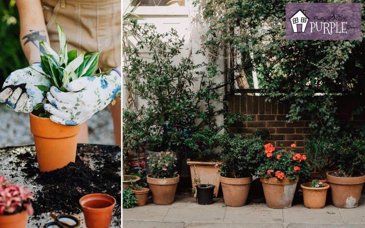 5 Tips For Gardening With Terracotta Pots