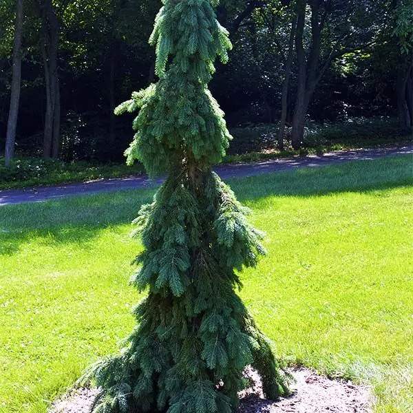 Picea glauca 'Pendula'