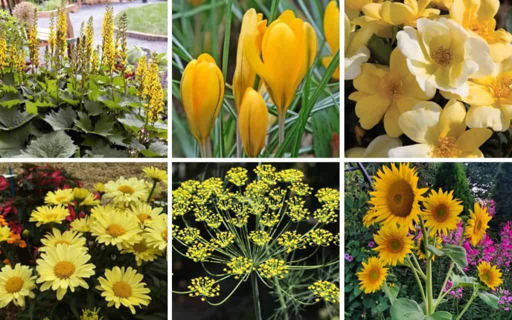 collage of sunny yellow flowers for home gardens